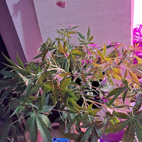 Og kush growlog photo: La chiquita se me partieron 2 ramas, se estreso y quedo ahi