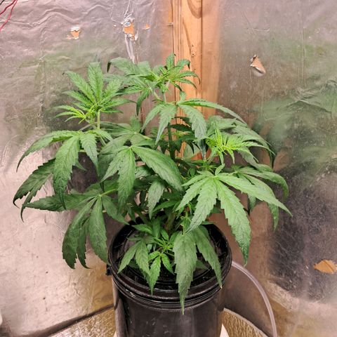 Og kush growlog photo: La chiquita se me partieron 2 ramas, se estreso y quedo ahi