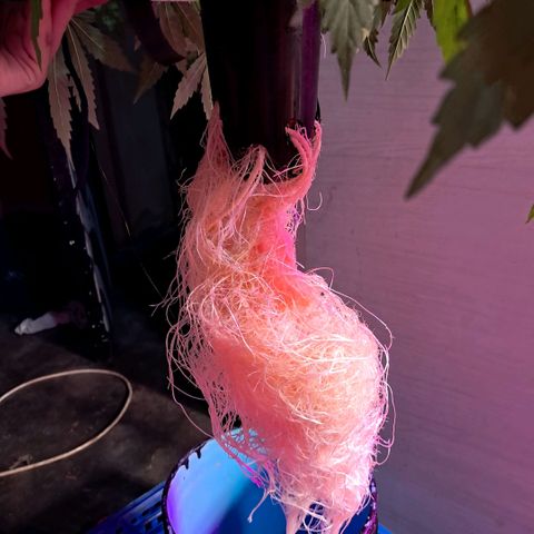 Og kush growlog photo: La chiquita se me partieron 2 ramas, se estreso y quedo ahi