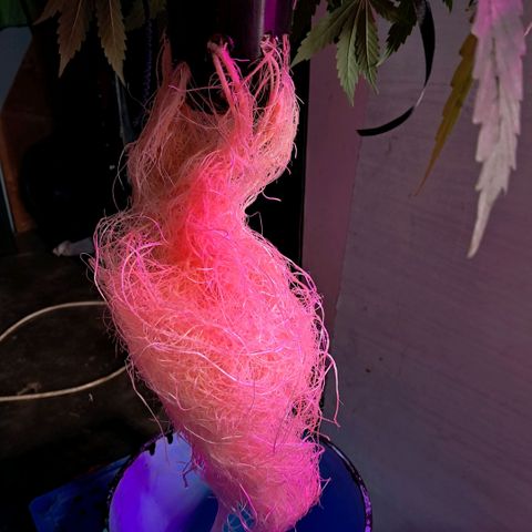Og kush growlog photo: La chiquita se me partieron 2 ramas, se estreso y quedo ahi