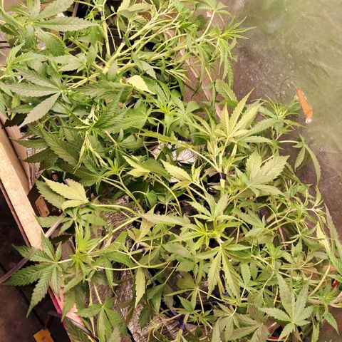 Og kush growlog photo: La chiquita se me partieron 2 ramas, se estreso y quedo ahi