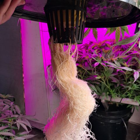 Og kush growlog photo: La chiquita se me partieron 2 ramas, se estreso y quedo ahi