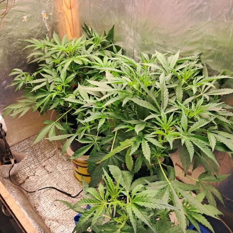Og kush growlog timeline photo