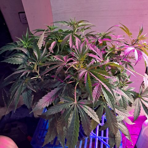 Og kush growlog timeline photo