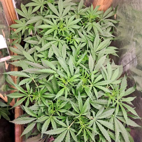 Og kush growlog timeline photo