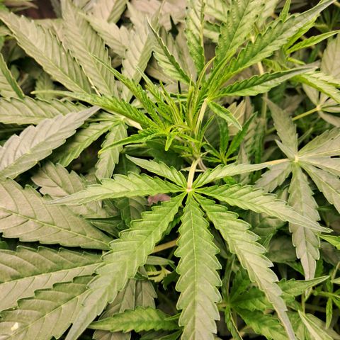 Og kush growlog timeline photo