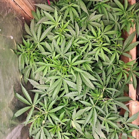 Og kush growlog timeline photo