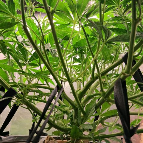 Og kush growlog timeline photo