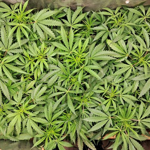 Og kush growlog timeline photo