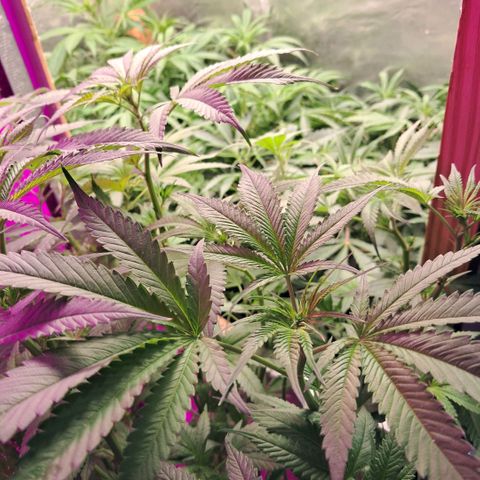 Og kush growlog timeline photo