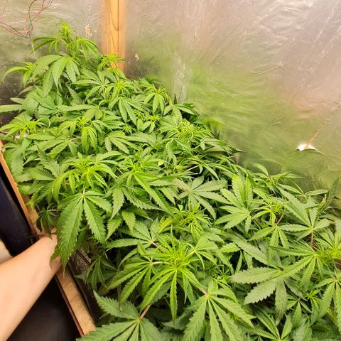 Og kush growlog timeline photo