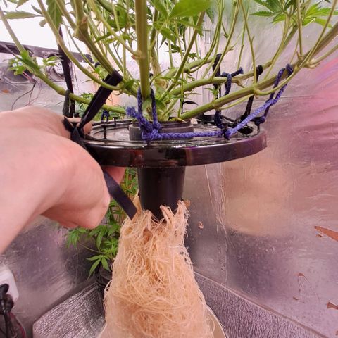 Og kush growlog timeline photo