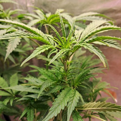 Og kush growlog timeline photo