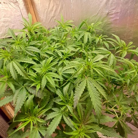 Og kush growlog timeline photo