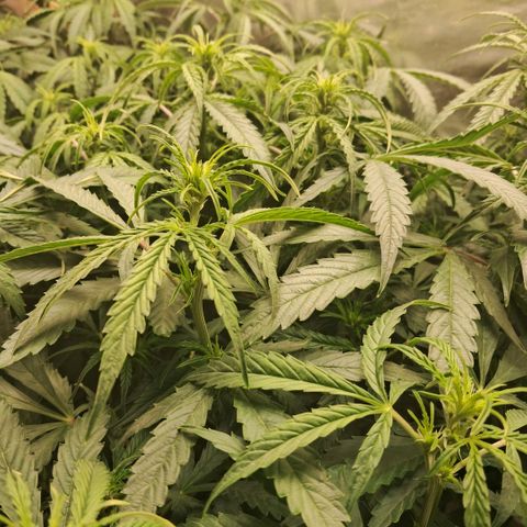 Og kush growlog timeline photo