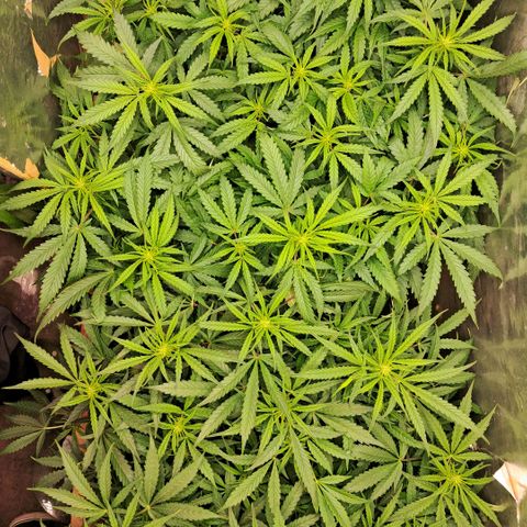 Og kush growlog timeline photo