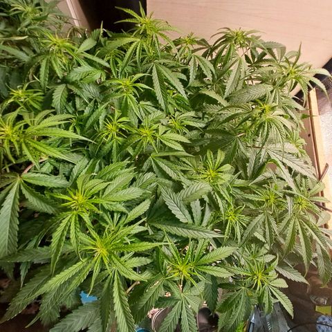 Og kush growlog timeline photo