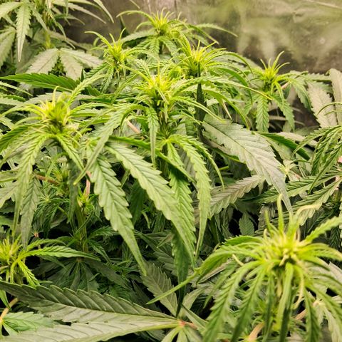 Og kush growlog timeline photo