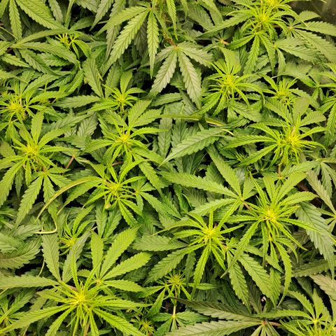 Og kush growlog timeline photo
