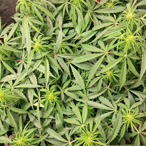 Og kush growlog timeline photo