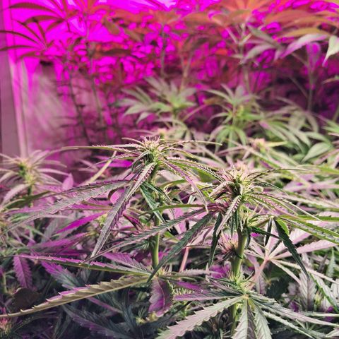 Og kush growlog timeline photo