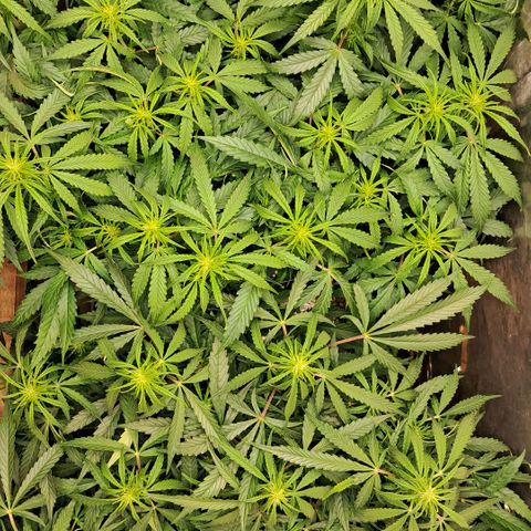 Og kush growlog timeline photo