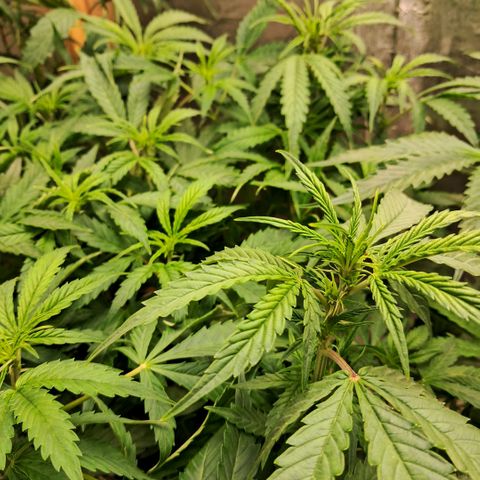Og kush growlog timeline photo