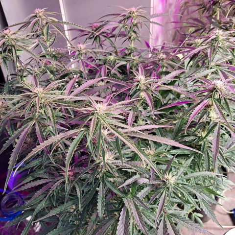 Og kush growlog timeline photo