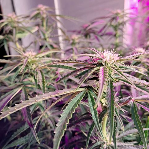 Og kush growlog timeline photo