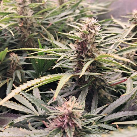 Og kush growlog timeline photo