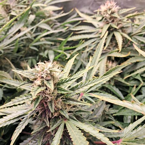 Og kush growlog timeline photo
