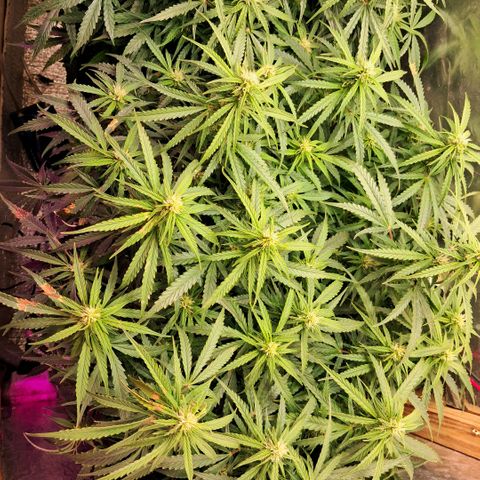 Og kush growlog timeline photo