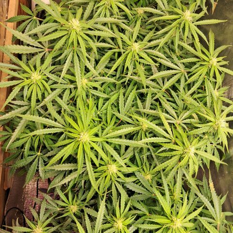 Og kush growlog timeline photo