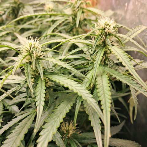 Og kush growlog timeline photo