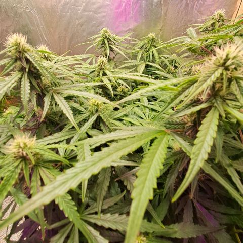 Og kush growlog timeline photo