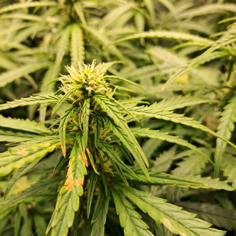 Og kush growlog timeline photo