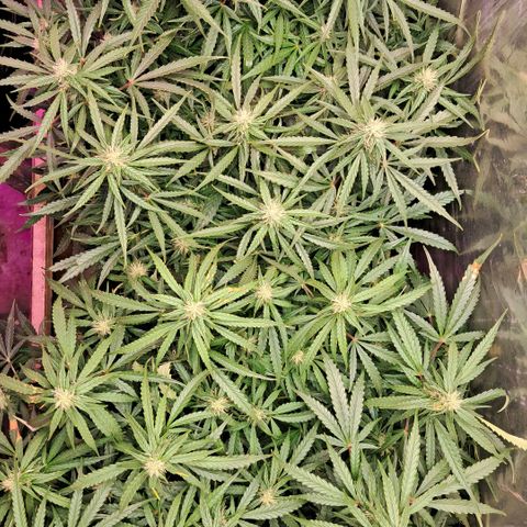 Og kush growlog timeline photo