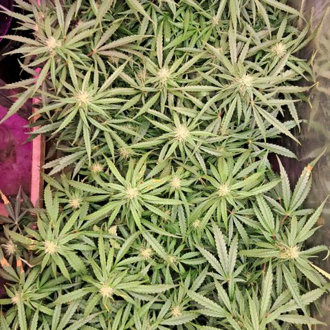 Og kush growlog timeline photo