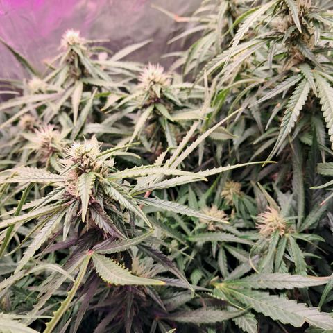 Og kush growlog timeline photo
