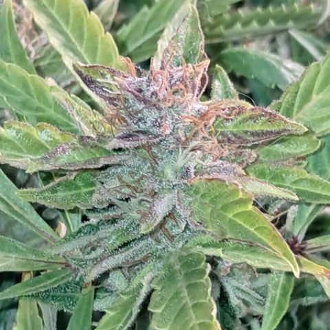 Og kush growlog timeline photo