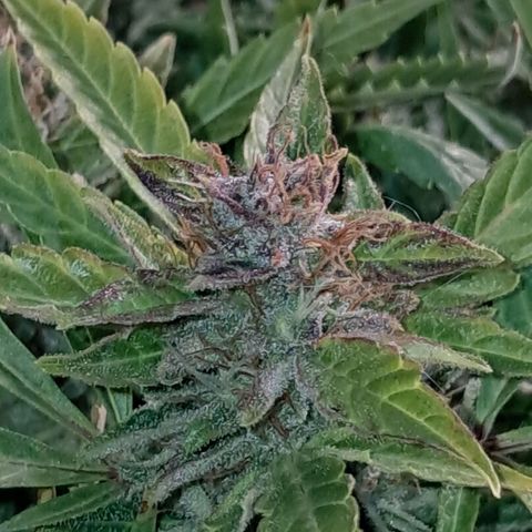 Og kush growlog timeline photo