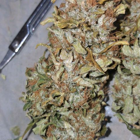 Og kush growlog timeline photo