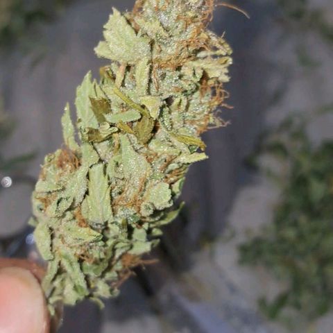 Og kush growlog timeline photo