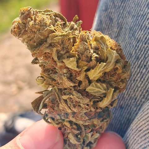 Og kush growlog timeline photo