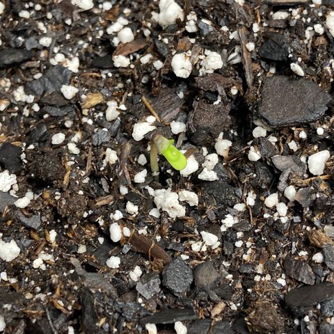 “Jack” - Jack Herer Auto growlog photo: She’s up!