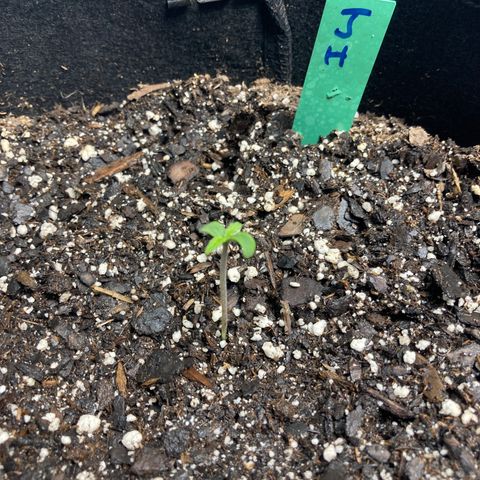 “Jack” - Jack Herer Auto growlog timeline photo