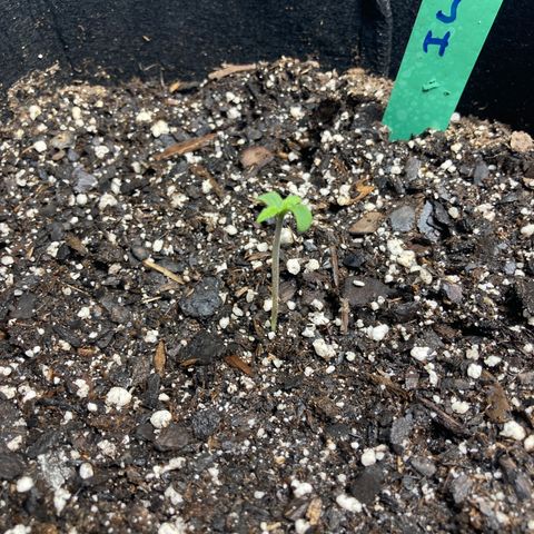 “Jack” - Jack Herer Auto growlog timeline photo
