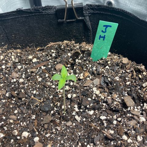 “Jack” - Jack Herer Auto growlog timeline photo