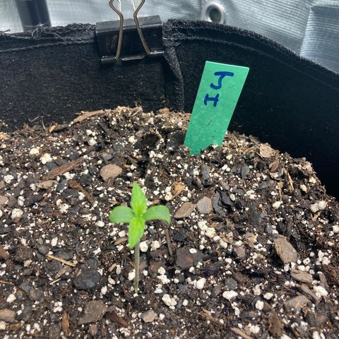 “Jack” - Jack Herer Auto growlog timeline photo