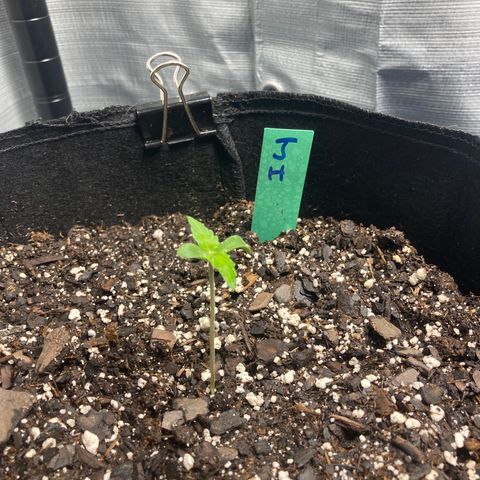 “Jack” - Jack Herer Auto growlog timeline photo